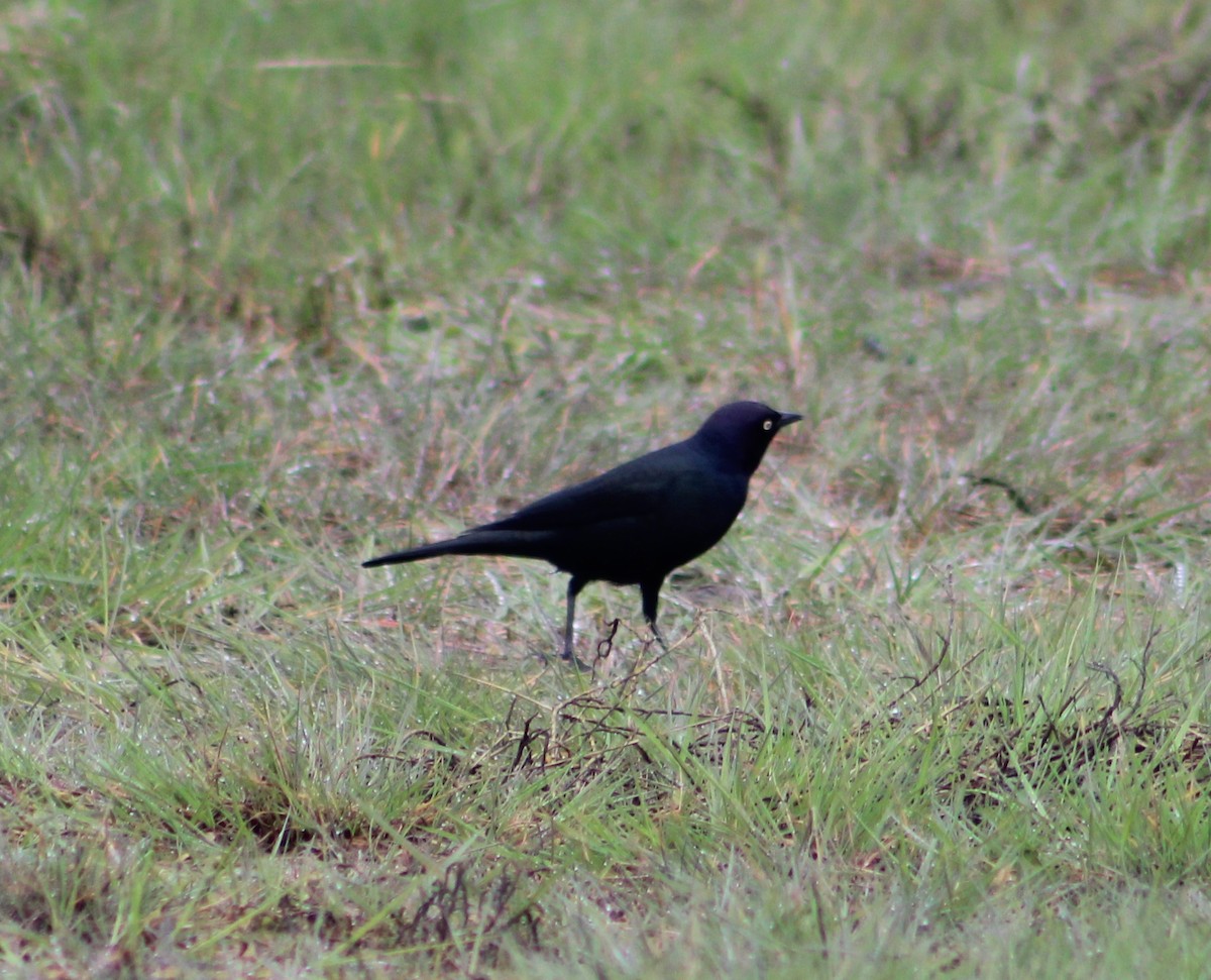 Brewer's Blackbird - ML617012781