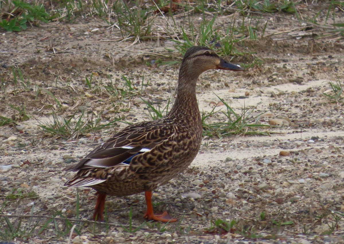 Mallard - ML617012784