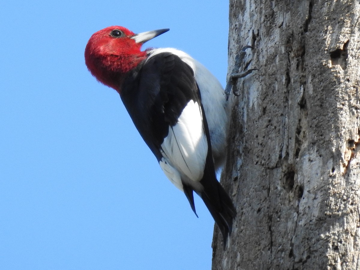 Pic à tête rouge - ML617012788