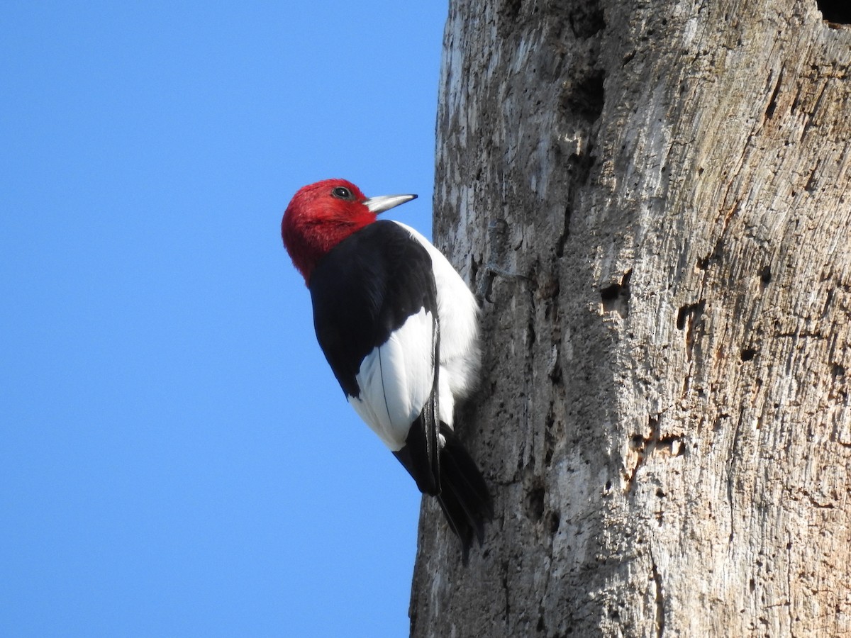 Red-headed Woodpecker - ML617012790