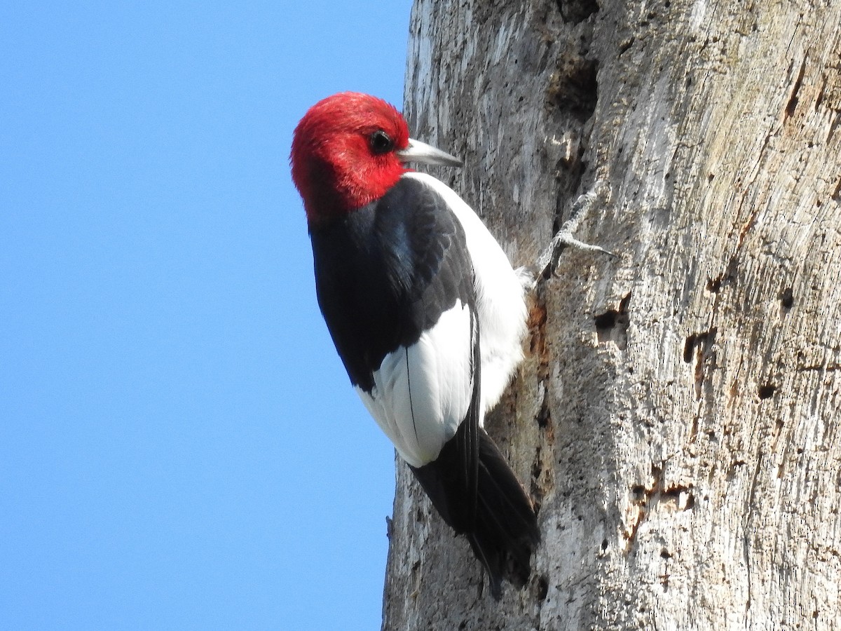 Red-headed Woodpecker - ML617012794