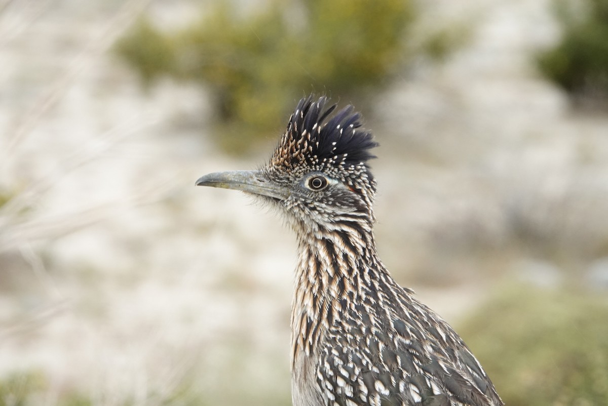 Greater Roadrunner - Jeff Birek