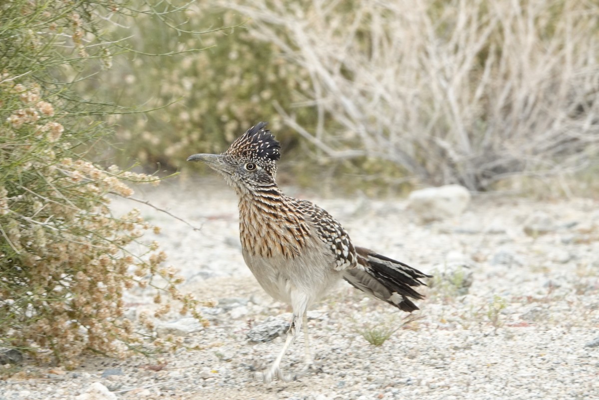 Greater Roadrunner - ML617012812