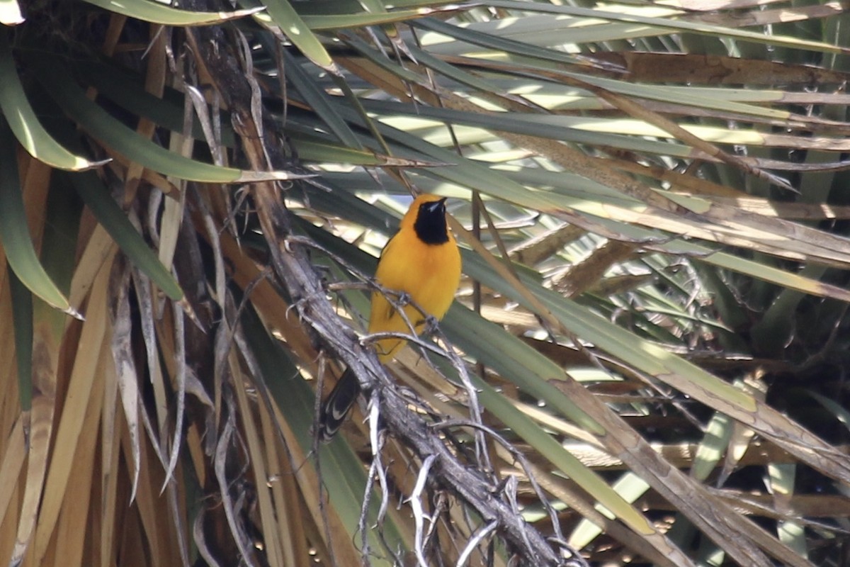 Hooded Oriole - ML617012826