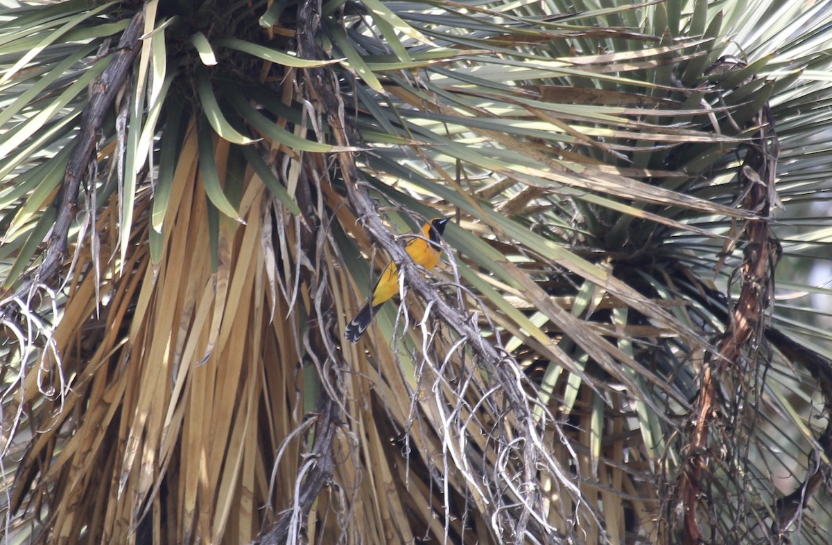 Hooded Oriole - ML617012827