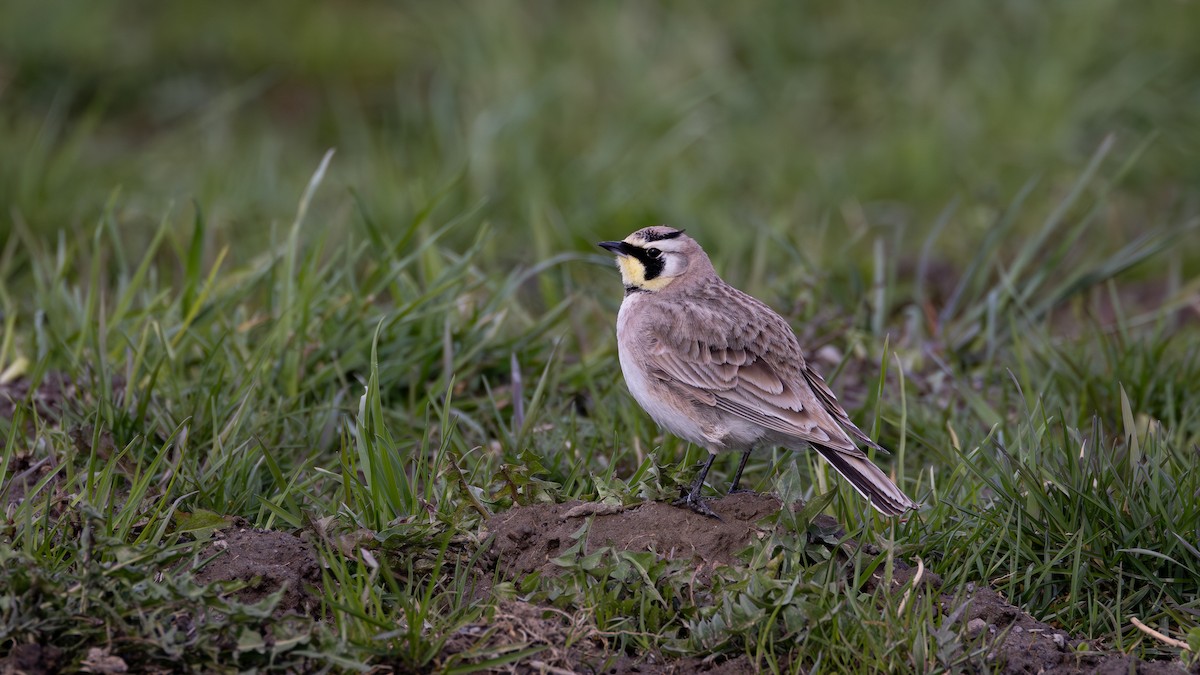 Horned Lark - ML617012833