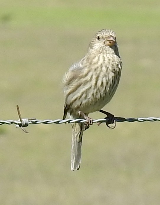 House Finch - ML617012920