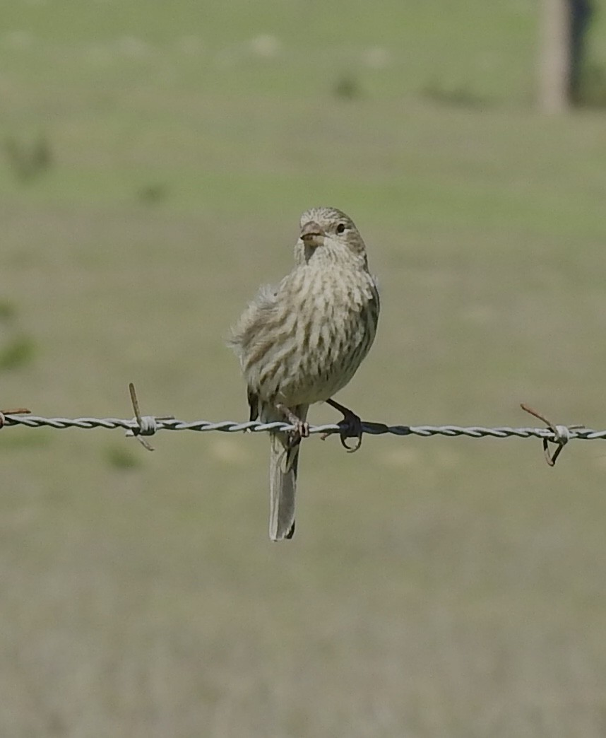 House Finch - ML617012921