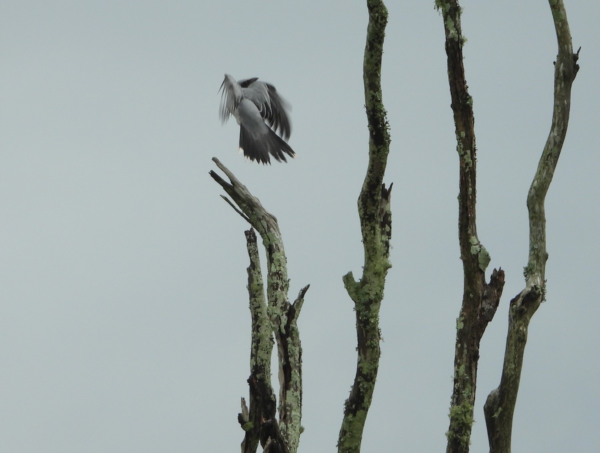 Black-faced Cuckooshrike - ML617012937