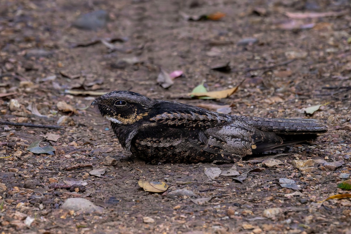 White-throated Nightjar - ML617012973