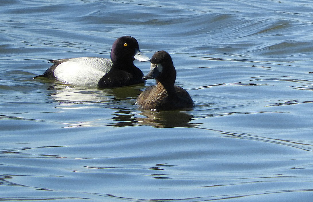 Lesser Scaup - ML617012982