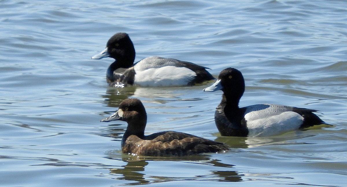 Lesser Scaup - ML617012985