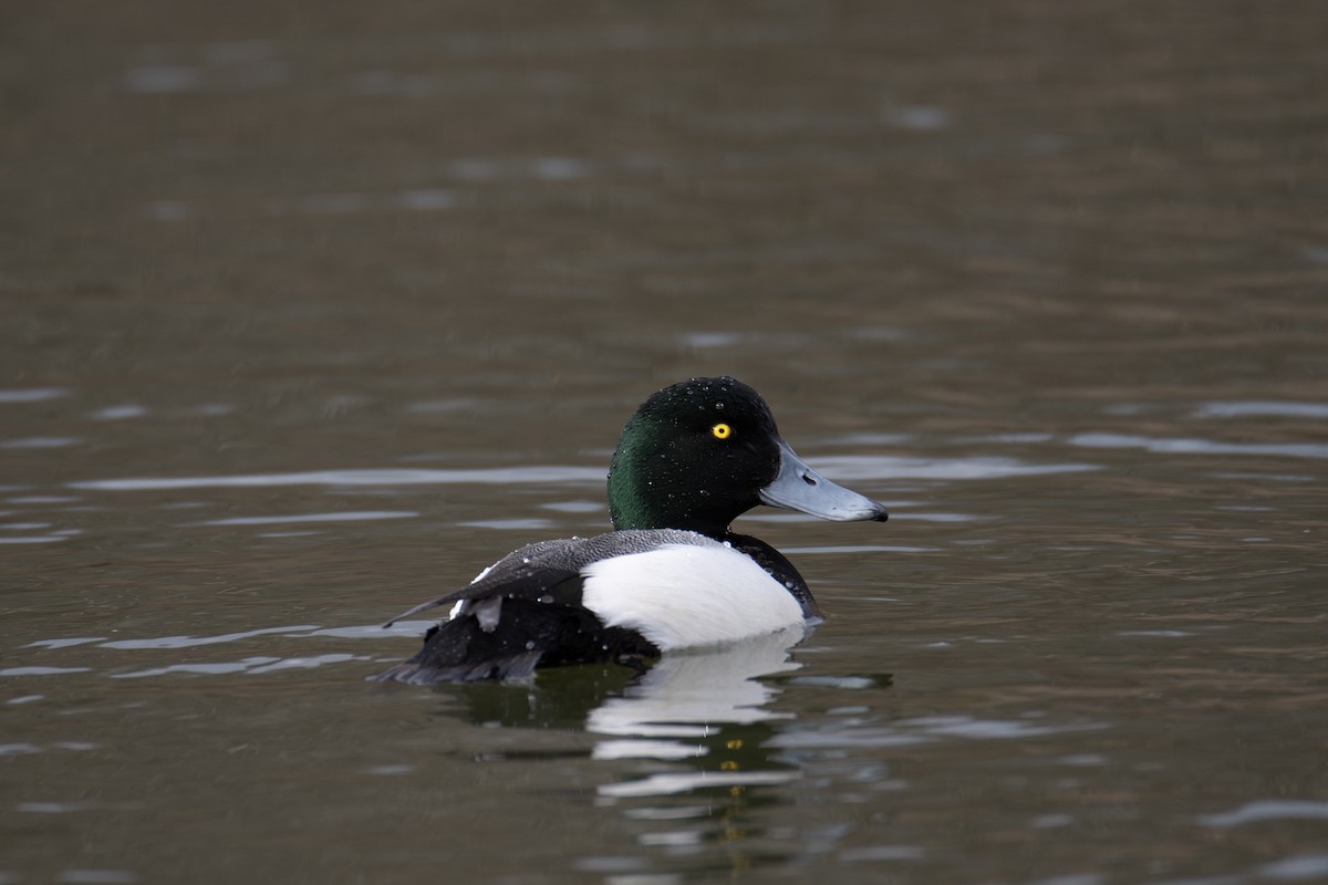 Greater Scaup - ML617012986