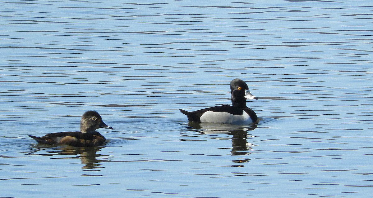 Ring-necked Duck - ML617013008