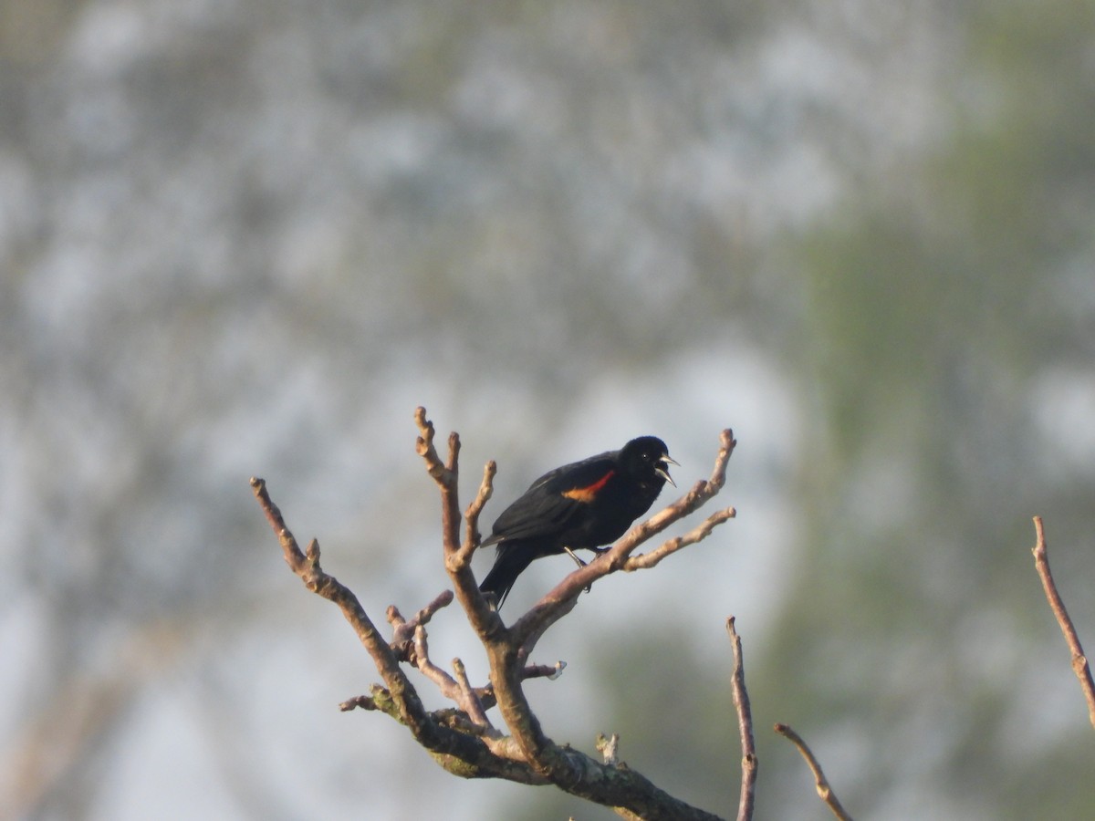 Red-winged Blackbird - ML617013025