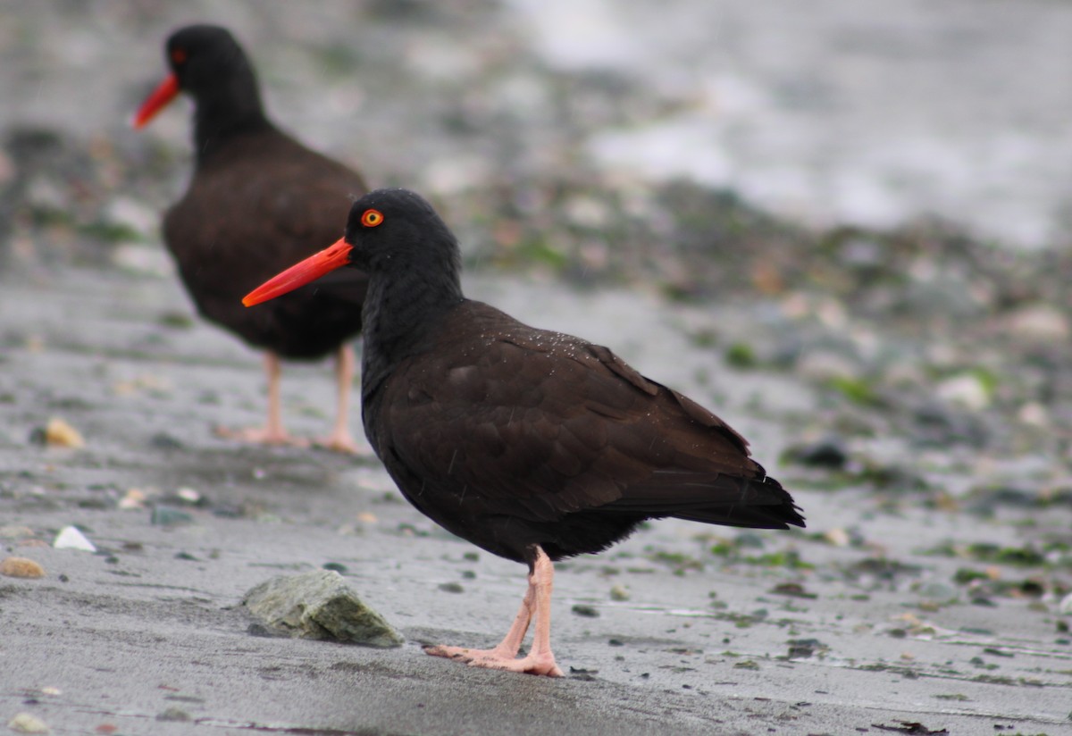 Black Oystercatcher - ML617013067