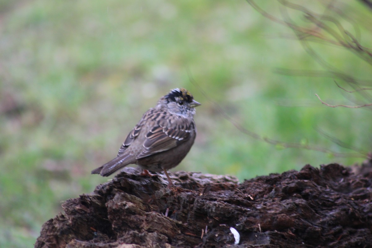 Bruant à couronne dorée - ML617013074