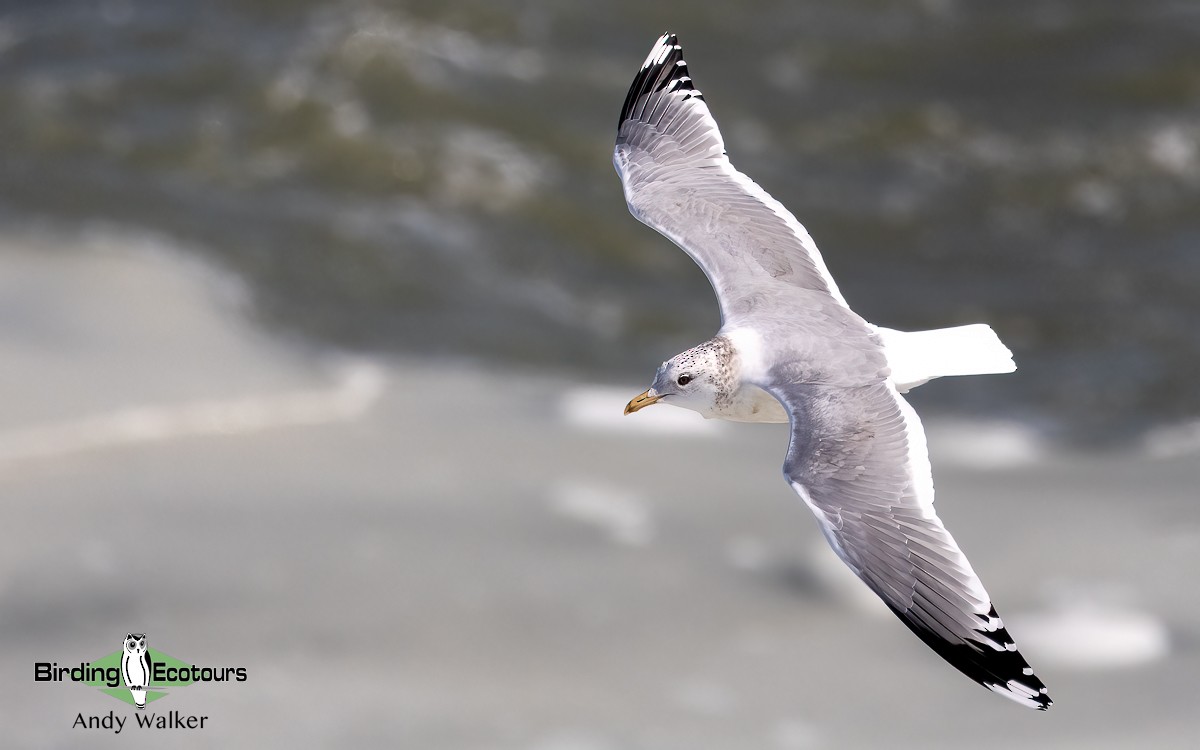 Common Gull (Kamchatka) - Andy Walker - Birding Ecotours