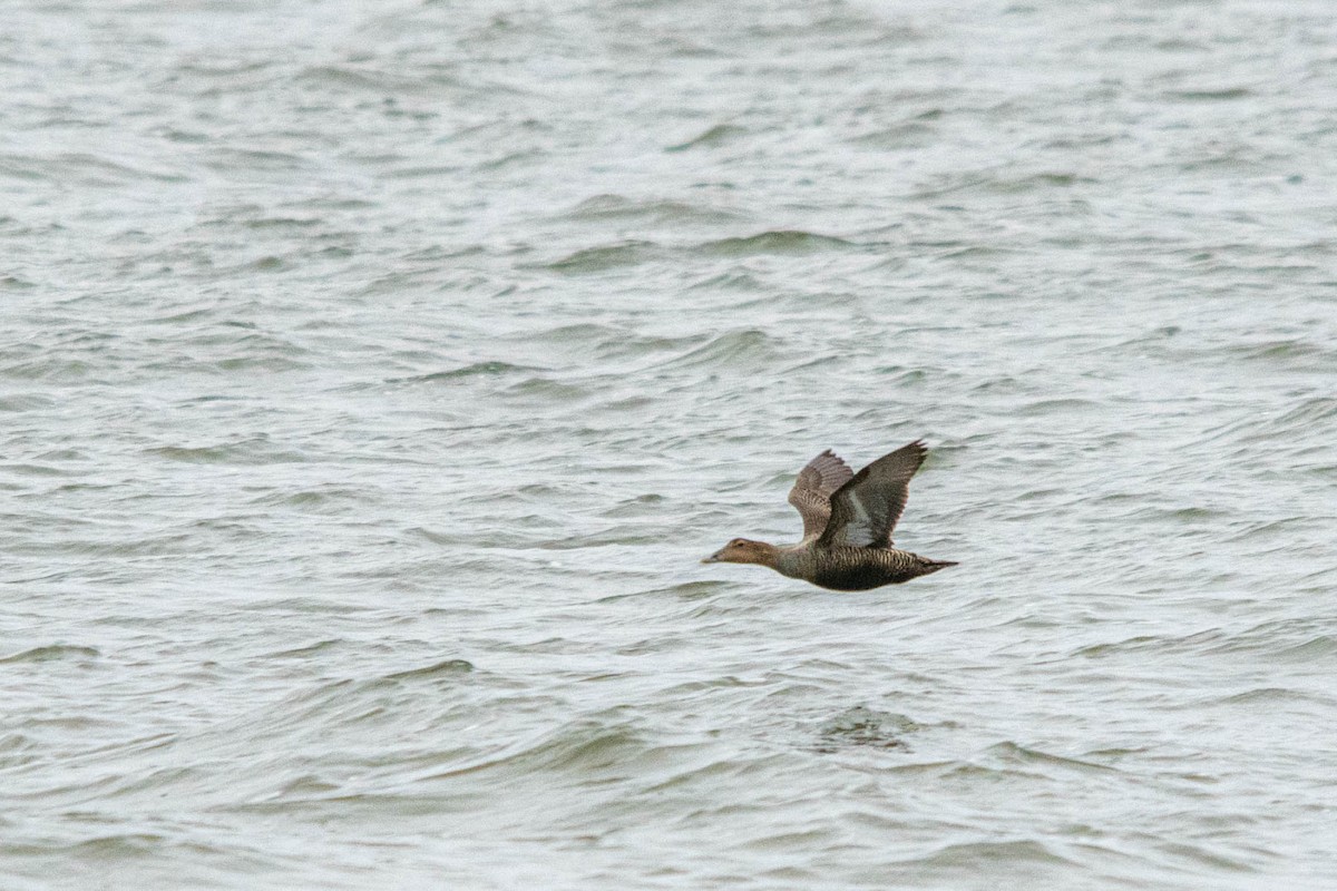 Common Eider - ML617013088