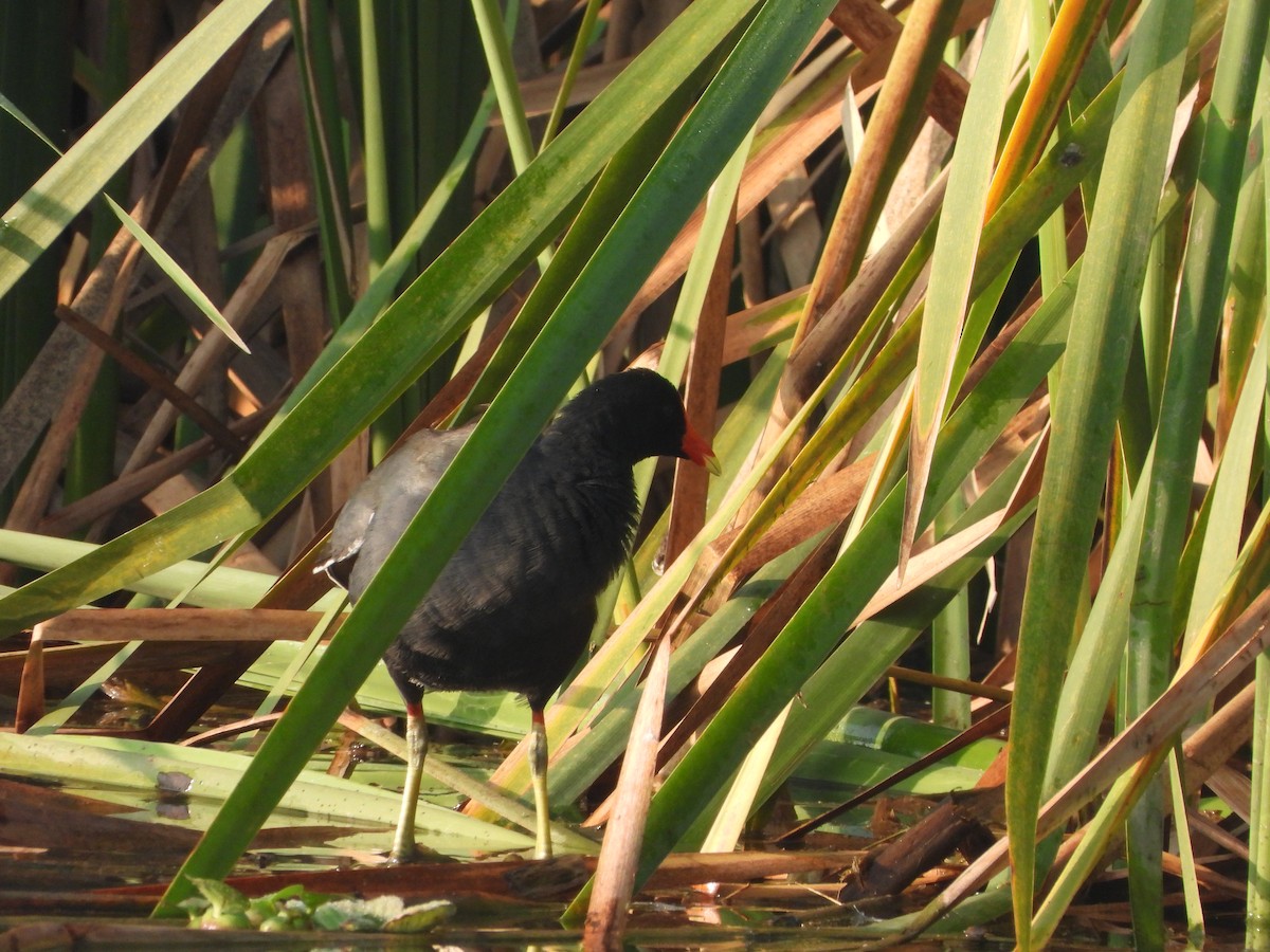 Common Gallinule - ML617013098