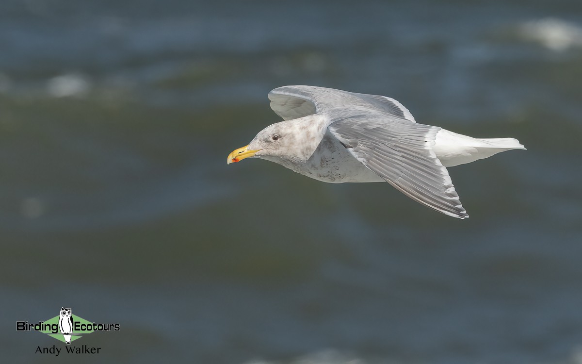 Glaucous-winged Gull - Andy Walker - Birding Ecotours