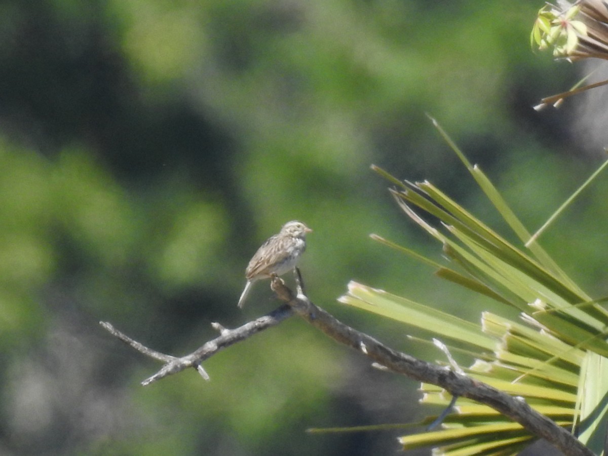 Savannah Sparrow - ML617013110