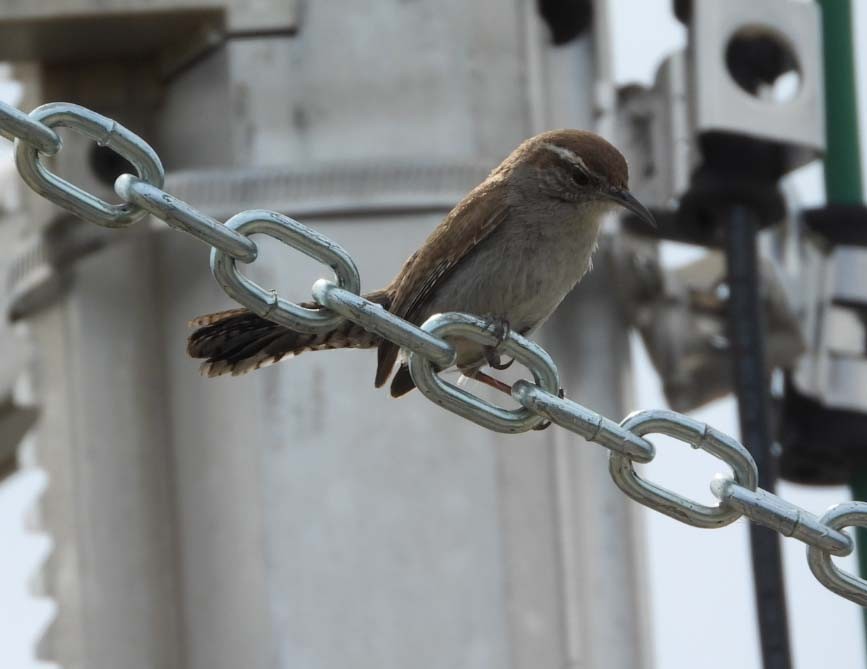 Bewick's Wren - ML617013111