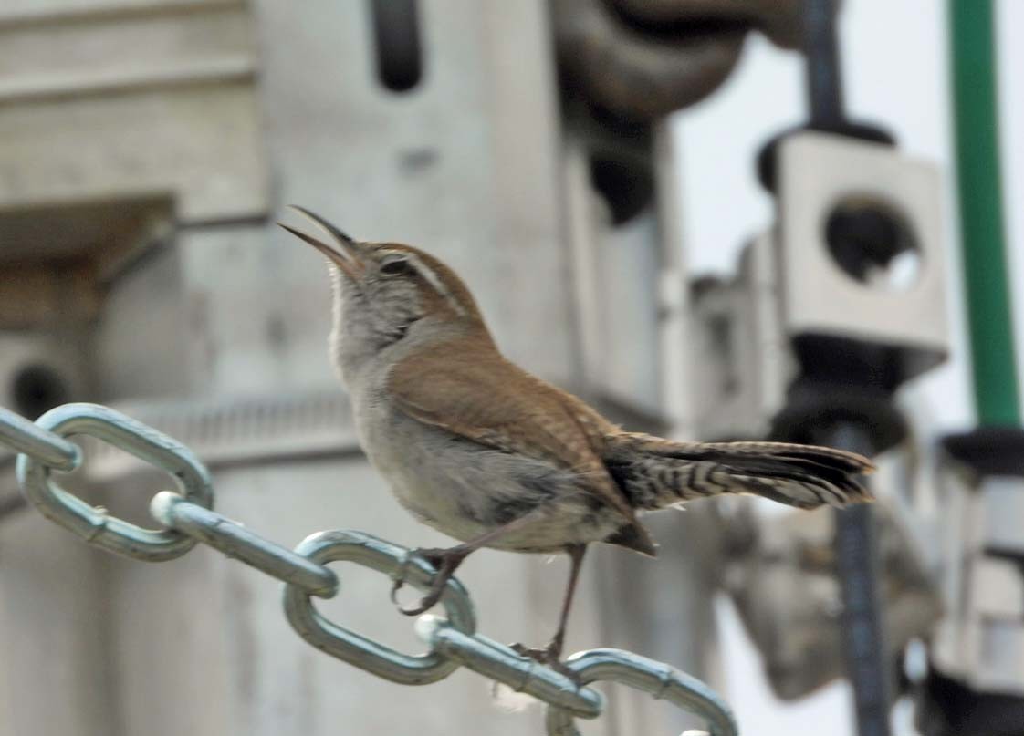 Bewick's Wren - ML617013112