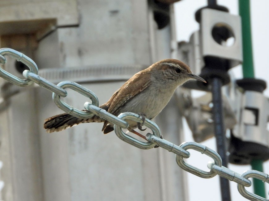 Bewick's Wren - ML617013113