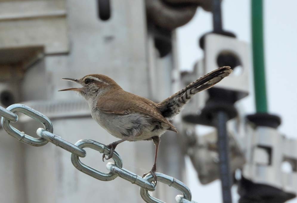 Bewick's Wren - ML617013114