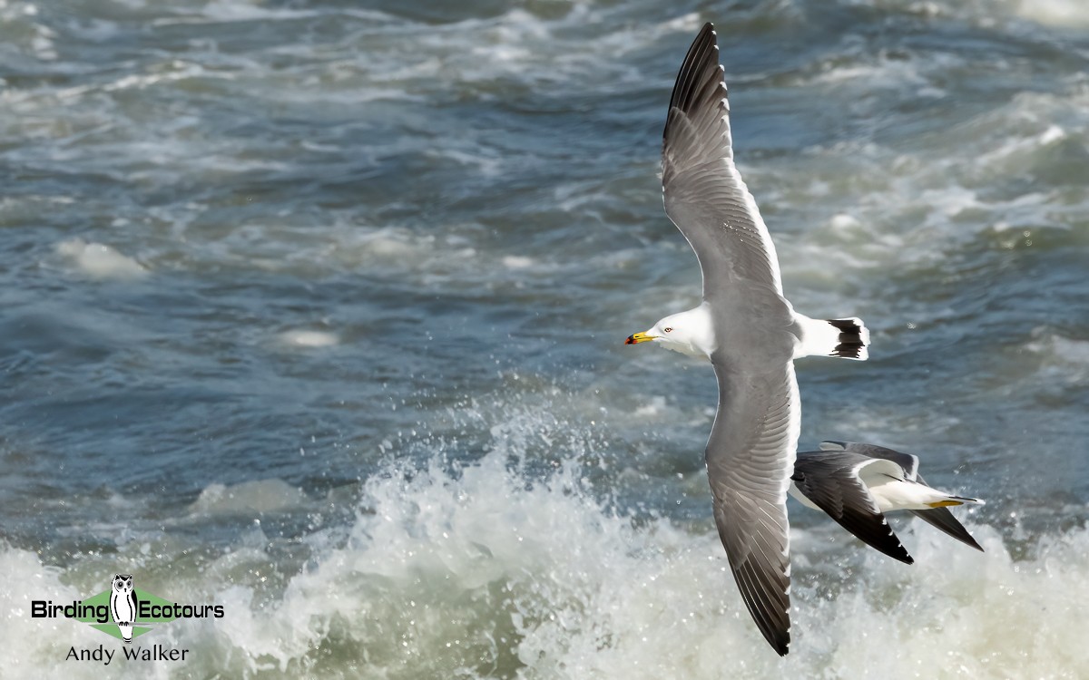 Black-tailed Gull - Andy Walker - Birding Ecotours
