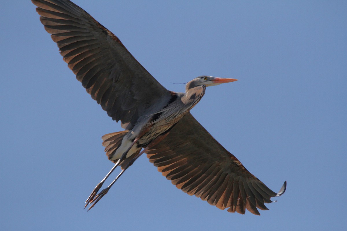 Great Blue Heron - Steve Decker