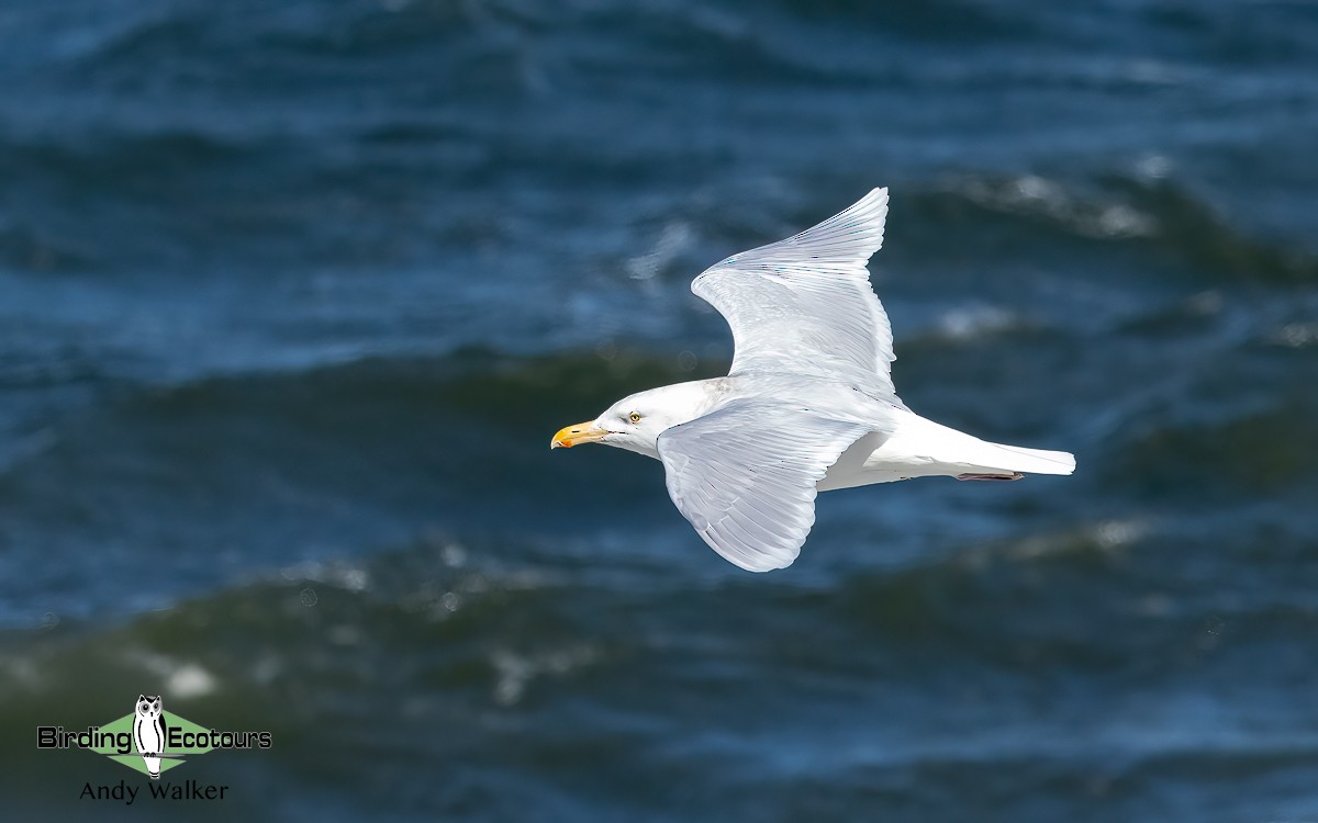 Glaucous Gull - Andy Walker - Birding Ecotours
