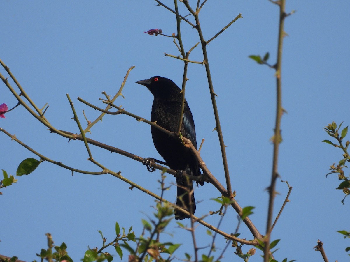 Bronzed Cowbird - ML617013149