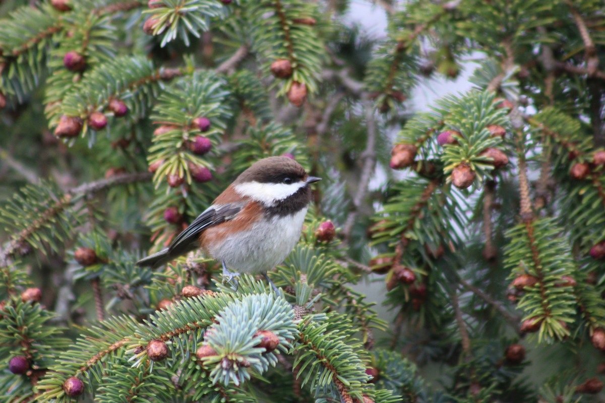 Mésange à dos marron - ML617013150