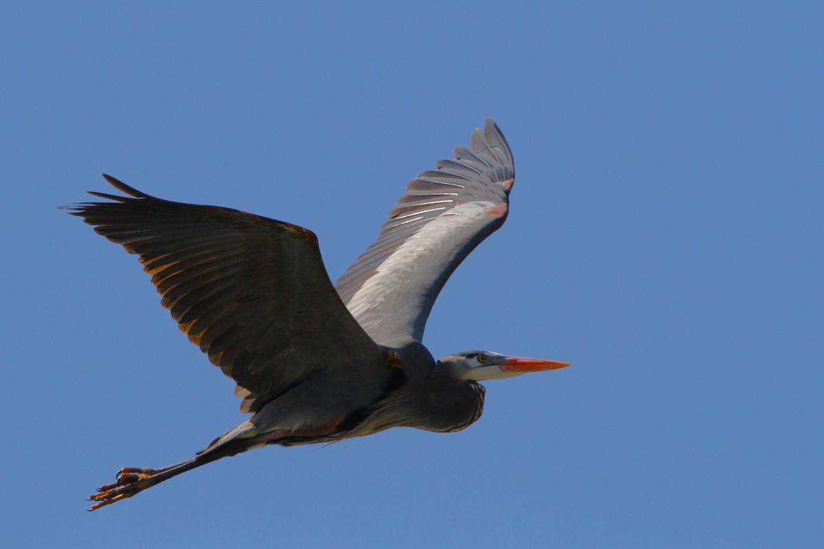 Great Blue Heron - Steve Decker