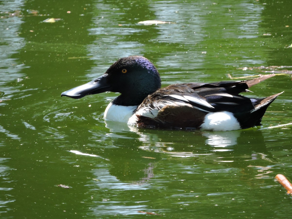 Northern Shoveler - ML617013218