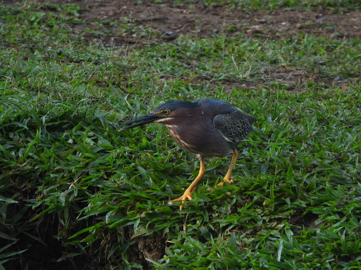 Green Heron - ML617013238