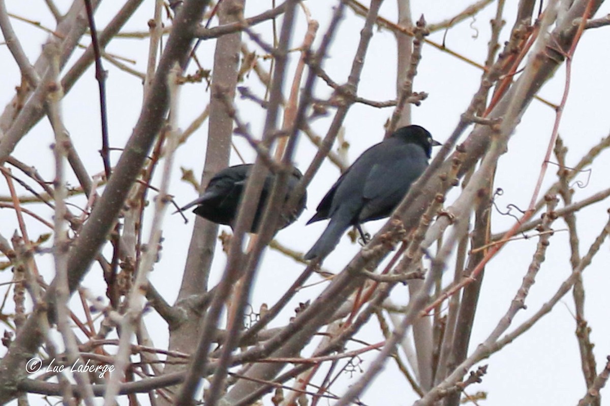 Rusty Blackbird - ML617013256