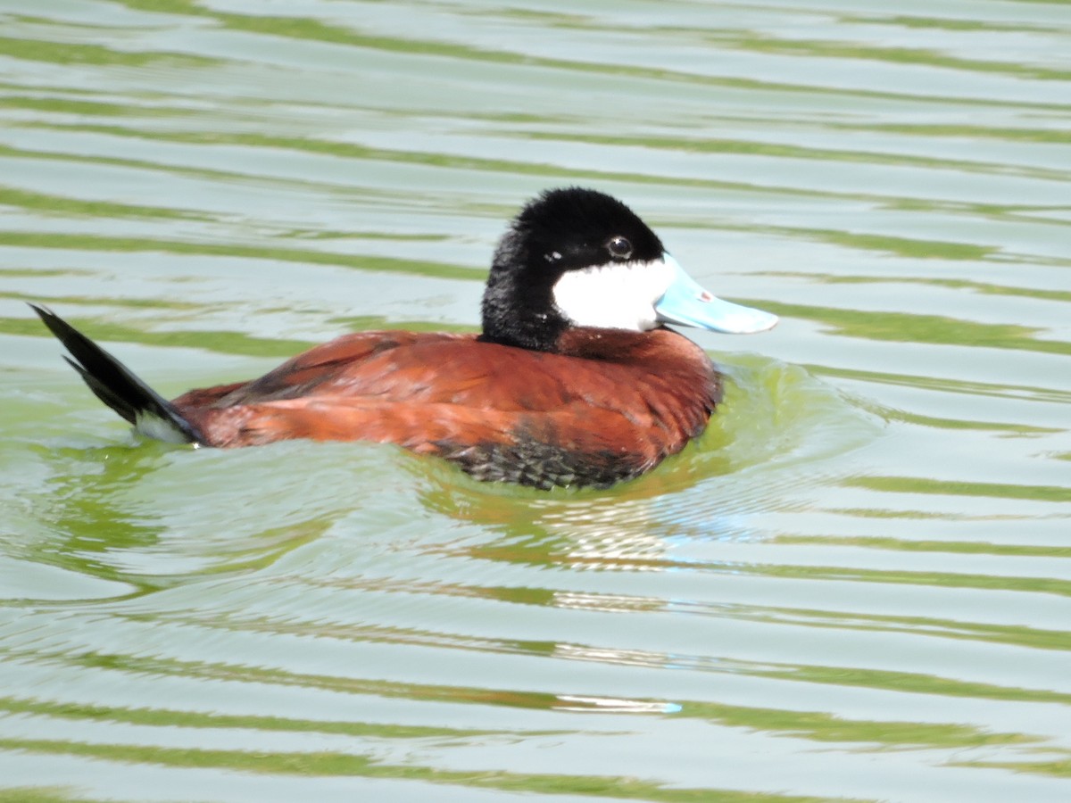 Ruddy Duck - ML617013305