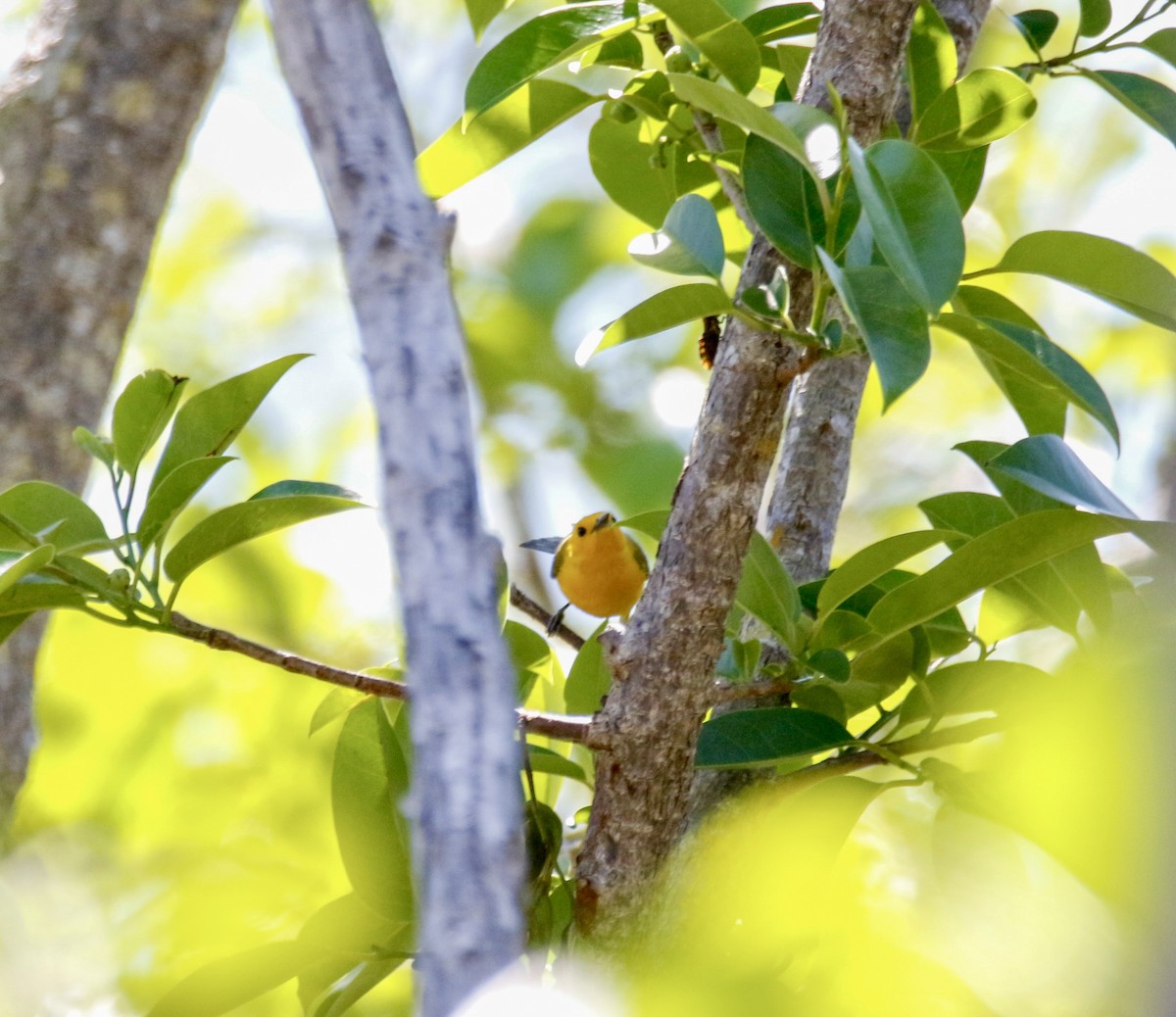 Prothonotary Warbler - Eary Warren