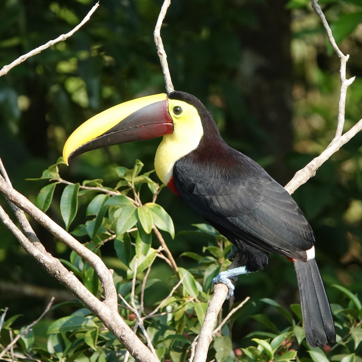 Yellow-throated Toucan - ML617013314