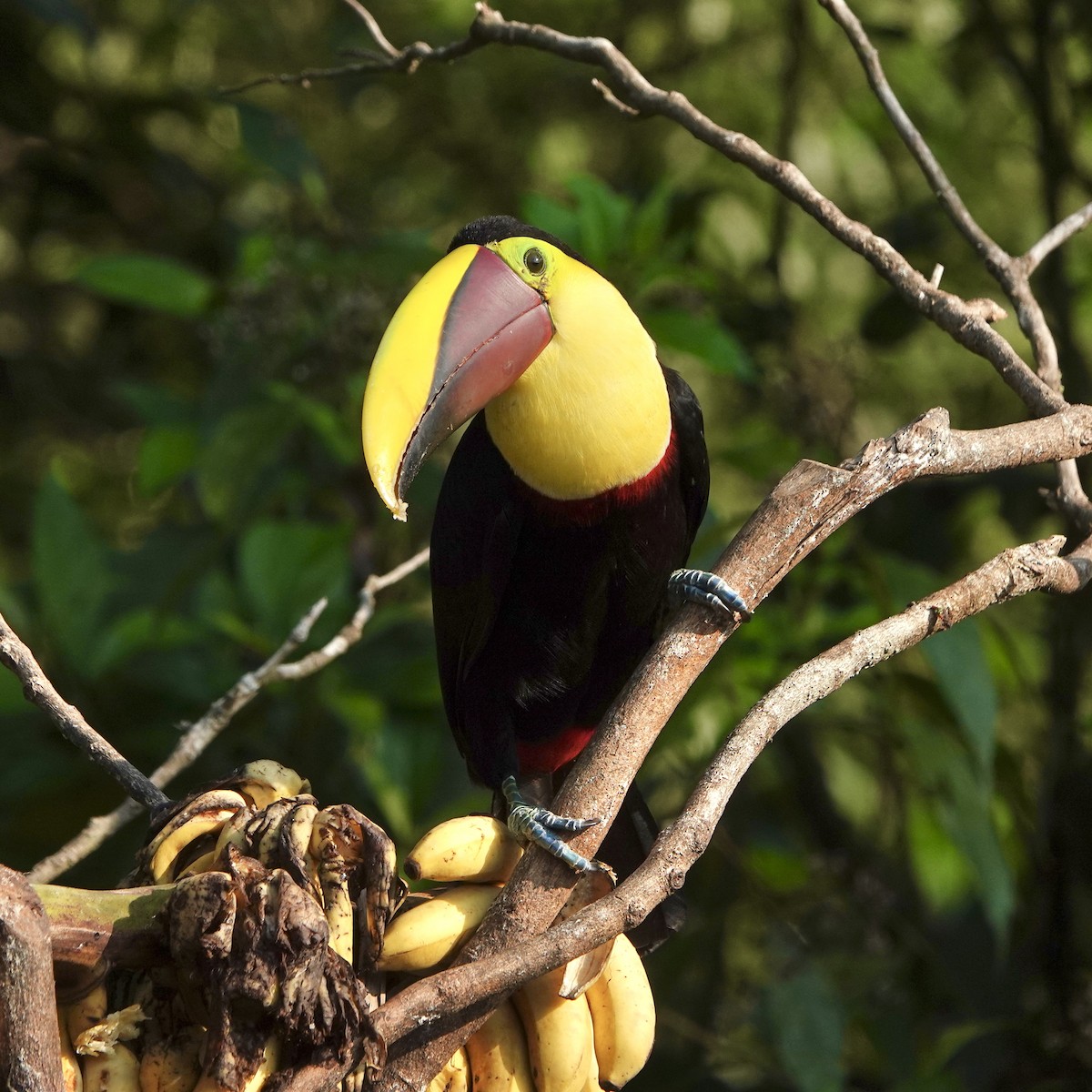 Yellow-throated Toucan - ML617013322