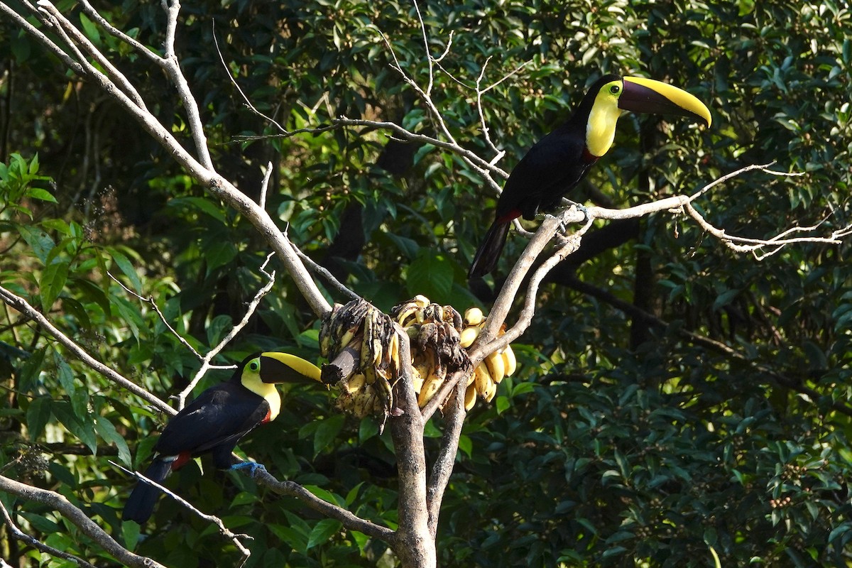 Yellow-throated Toucan - ML617013323