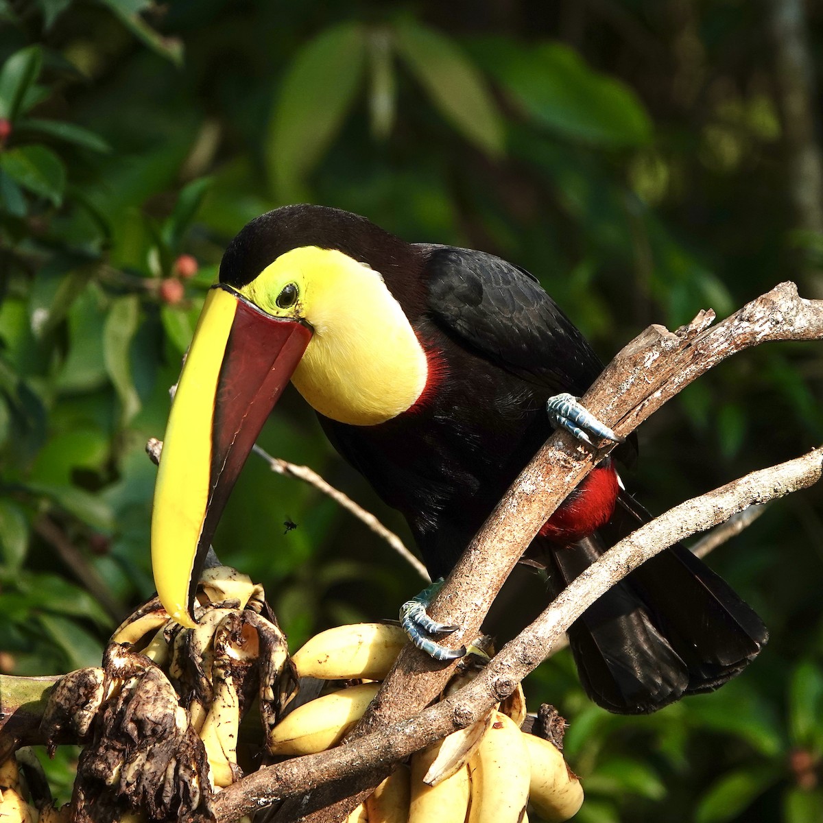 Yellow-throated Toucan - ML617013324