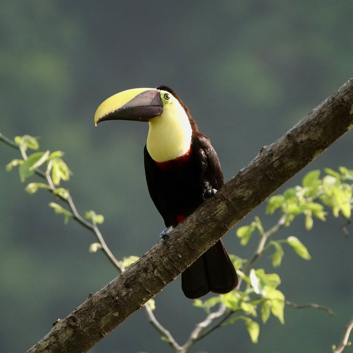 Yellow-throated Toucan - ML617013325