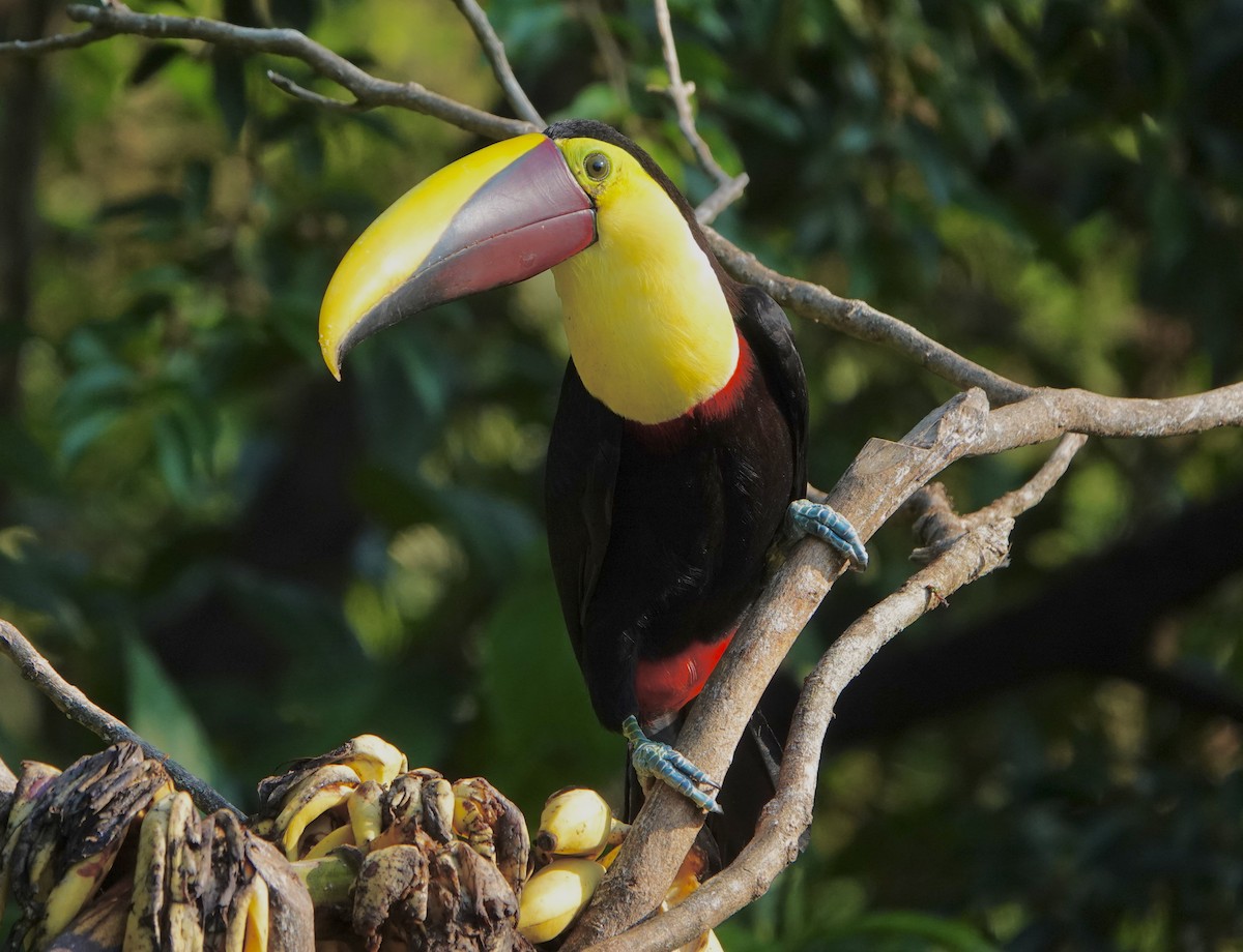 Yellow-throated Toucan - ML617013326