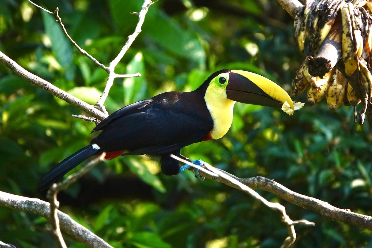 Yellow-throated Toucan - ML617013328