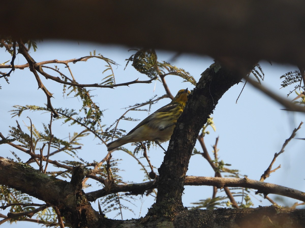 Cape May Warbler - ML617013336