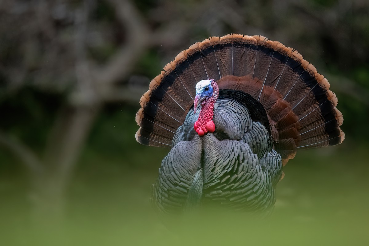 Wild Turkey - ML617013342